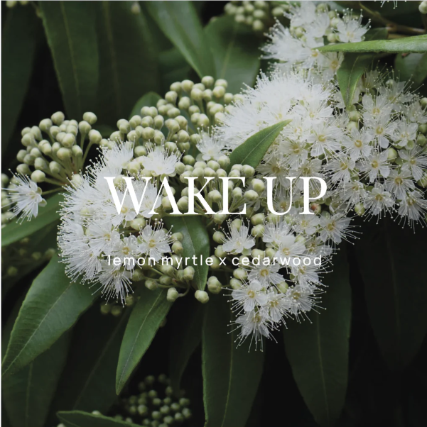 WILD EMERY SHOWER STEAMER WAKE UP