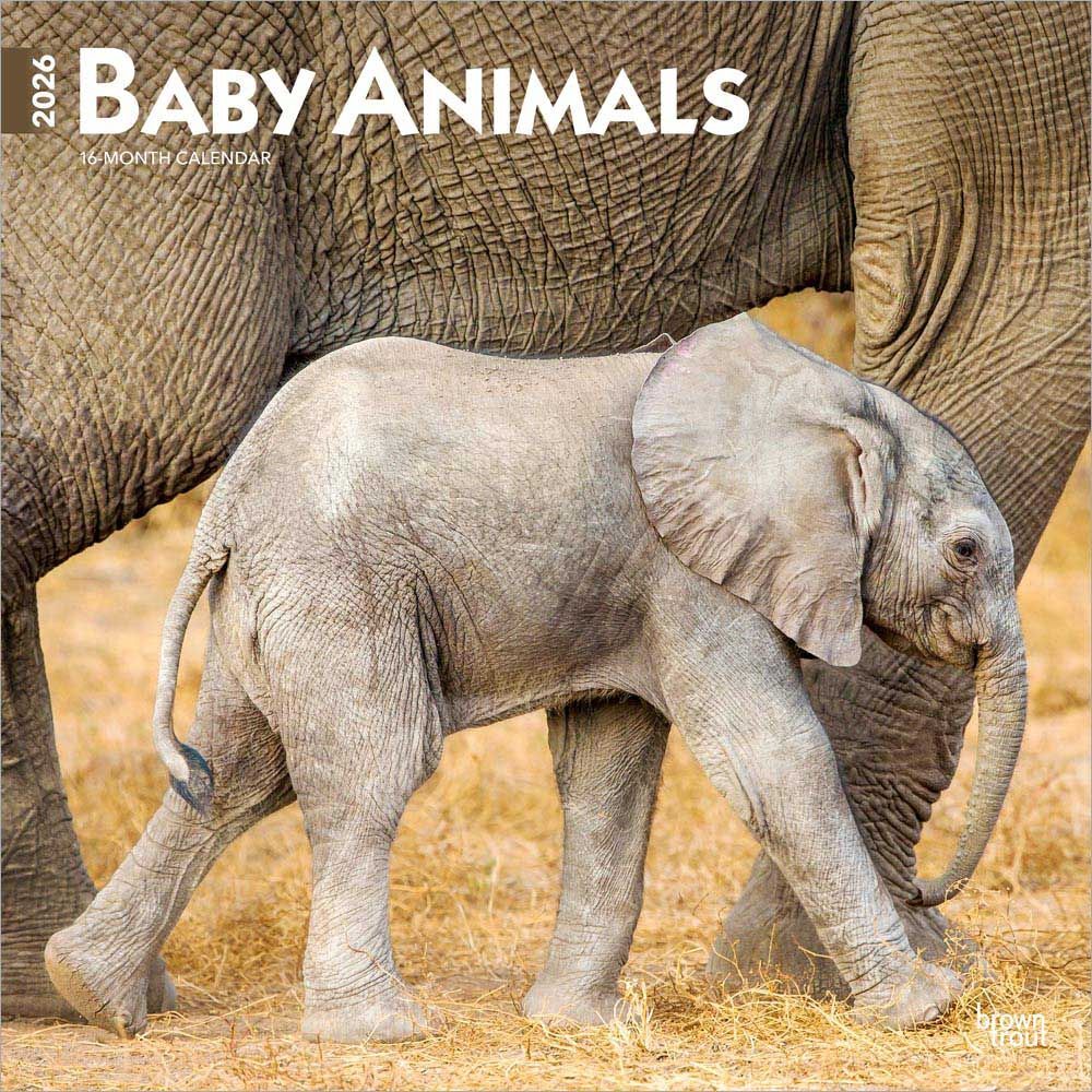 Baby Animals 2026 Square