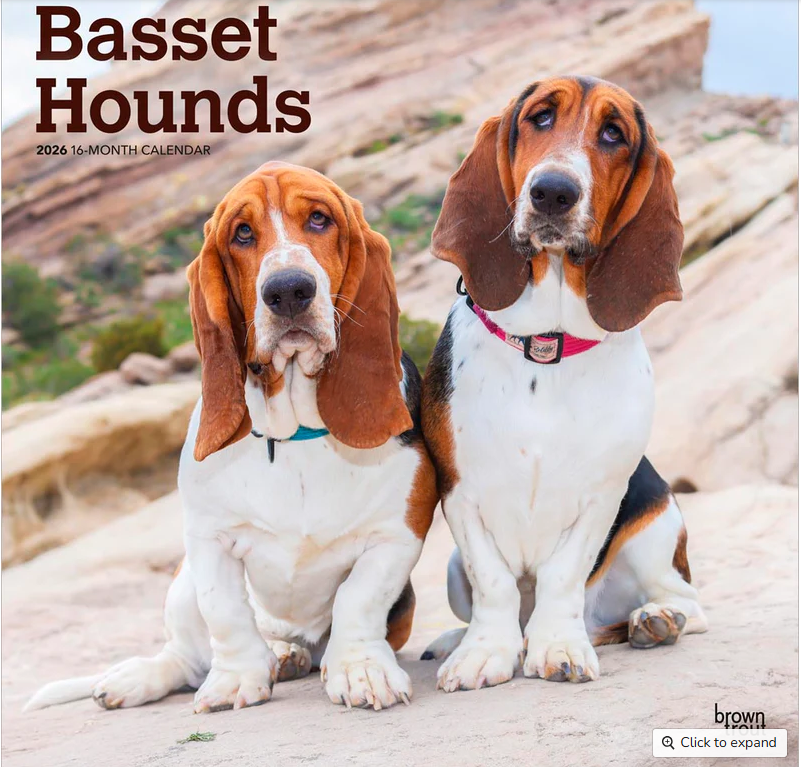 Basset Hounds 2026 Square