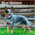 Blue Heelers 2026 Square