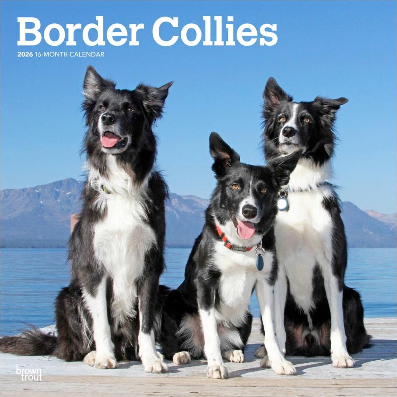 Border Collies 2026 Square
