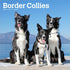 Border Collies 2026 Square