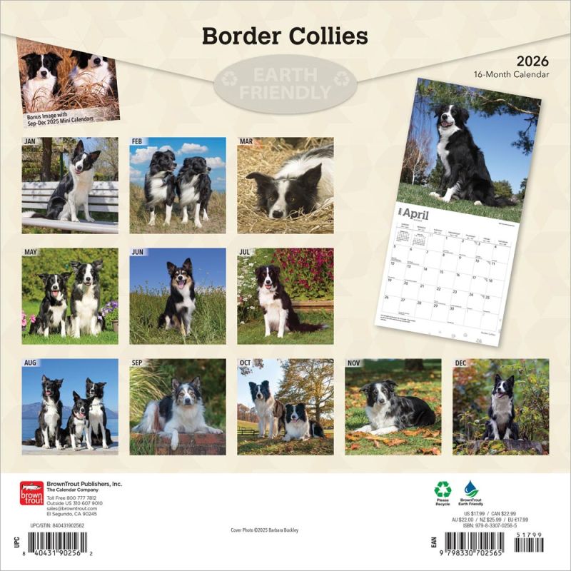 Border Collies 2026 Square