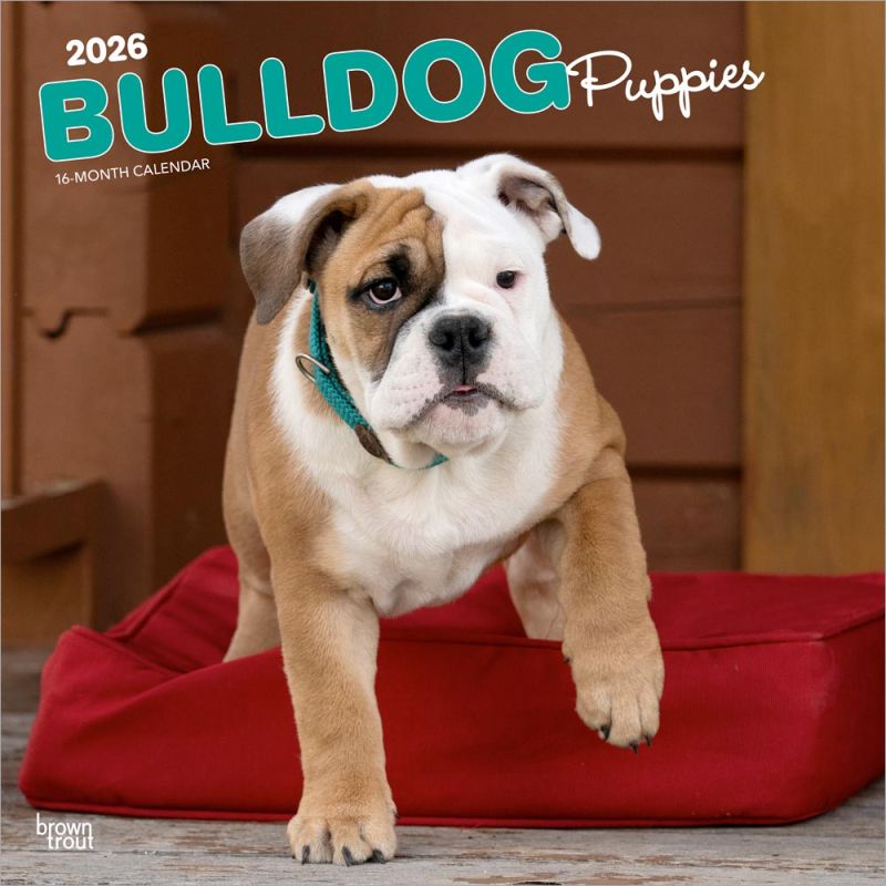 Bulldog Puppies 2026 Square