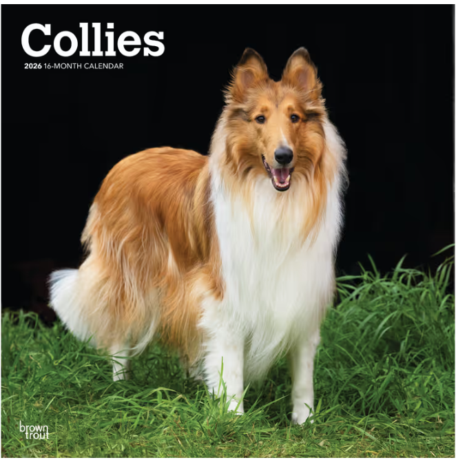 Collies 2026 Square