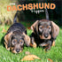 Dachshund Puppies 2026 Square
