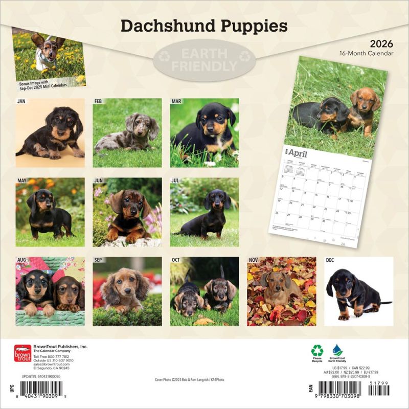 Dachshund Puppies 2026 Square