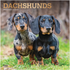 Dachshunds 2026 Square Foil