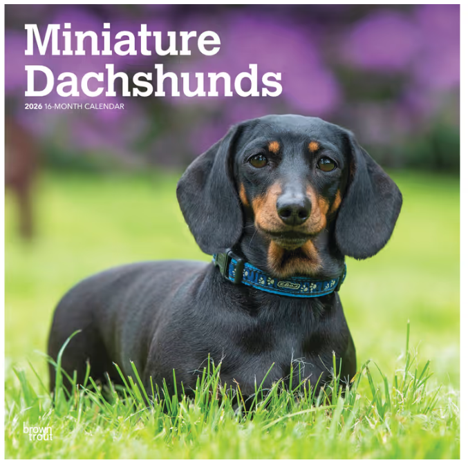 Dachshunds  Miniature 2026 Square