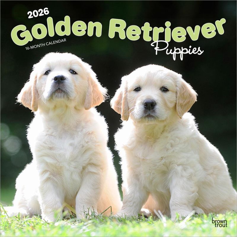 Golden Retriever Puppies 2026 Square