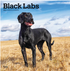 Labrador Retrievers Black 2026 Square