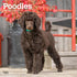 Poodles 2026 Square
