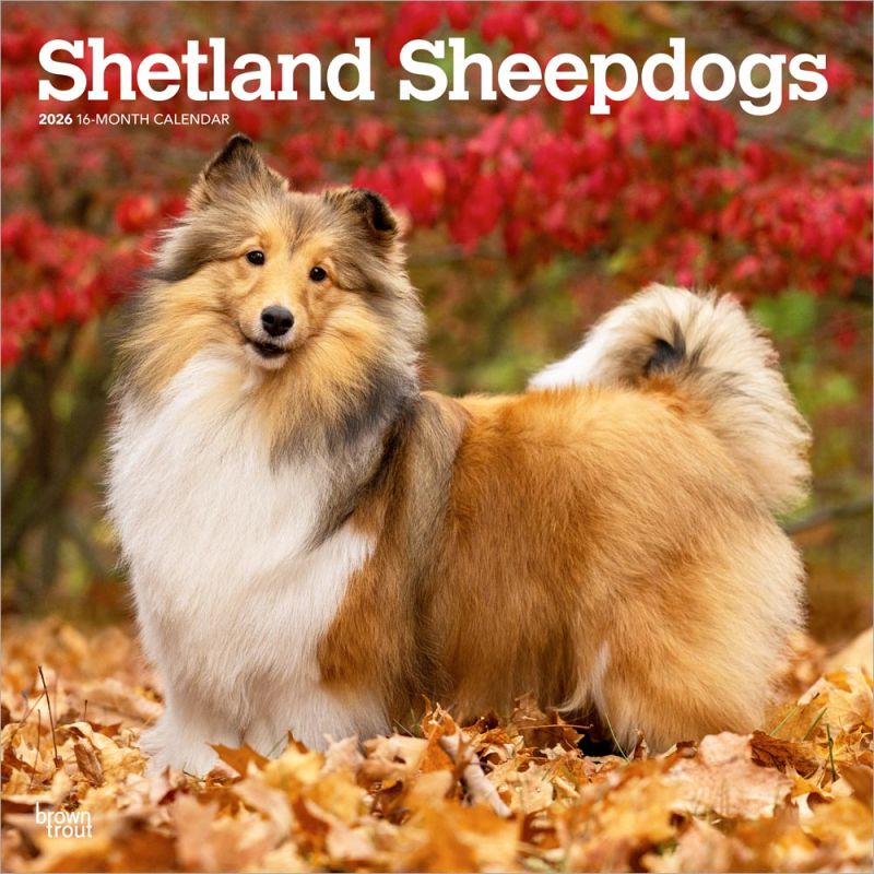 Shetland Sheepdogs 2026 Square