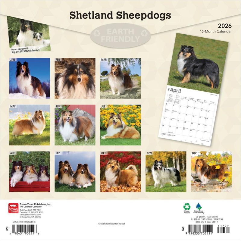 Shetland Sheepdogs 2026 Square