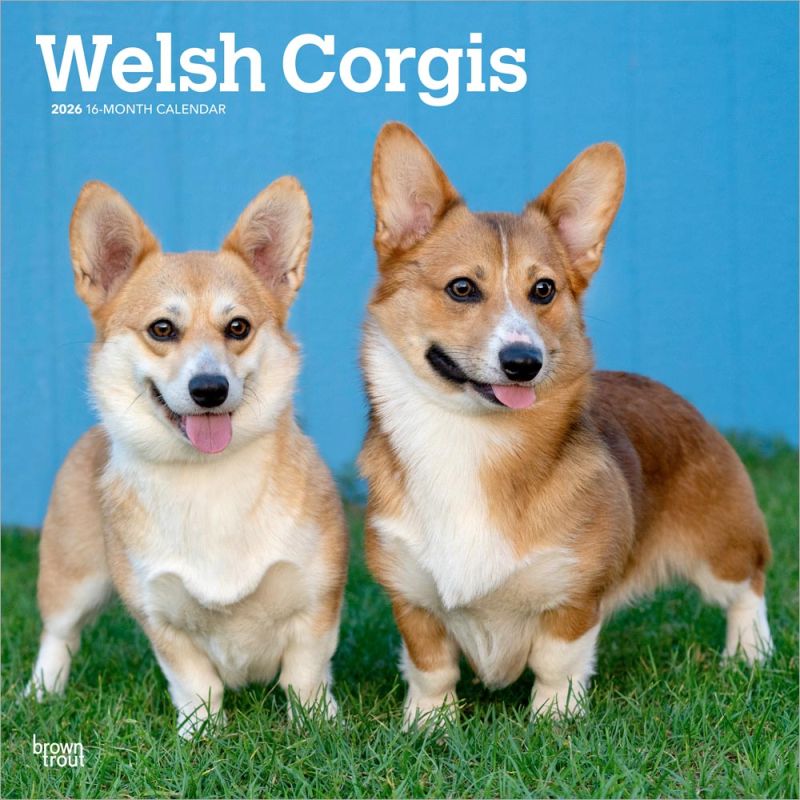 Welsh Corgis 2026 Square