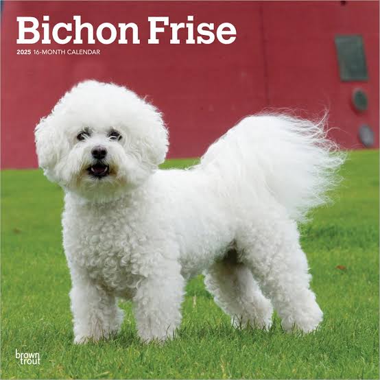 Bichon Frise 2025 Square