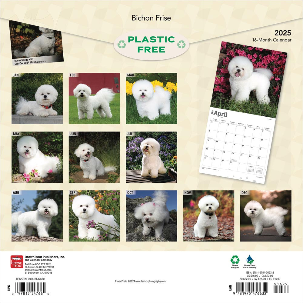 Bichon Frise 2025 Square