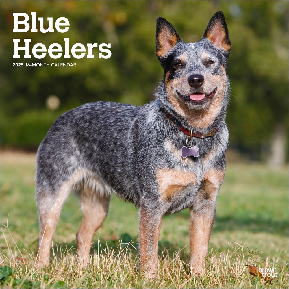 Blue Heelers 2025 Square