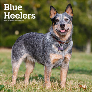 Blue Heelers 2025 Square