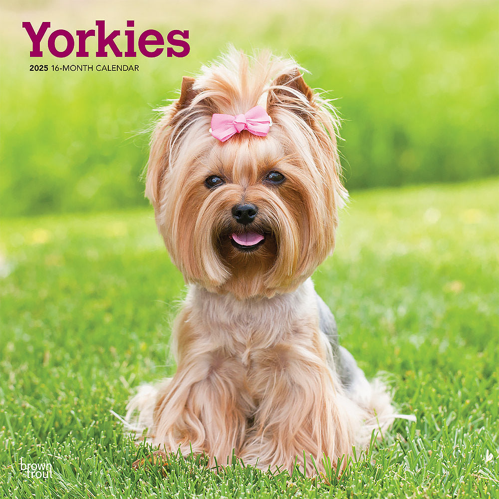 Yorkshire Terriers 2025 Square