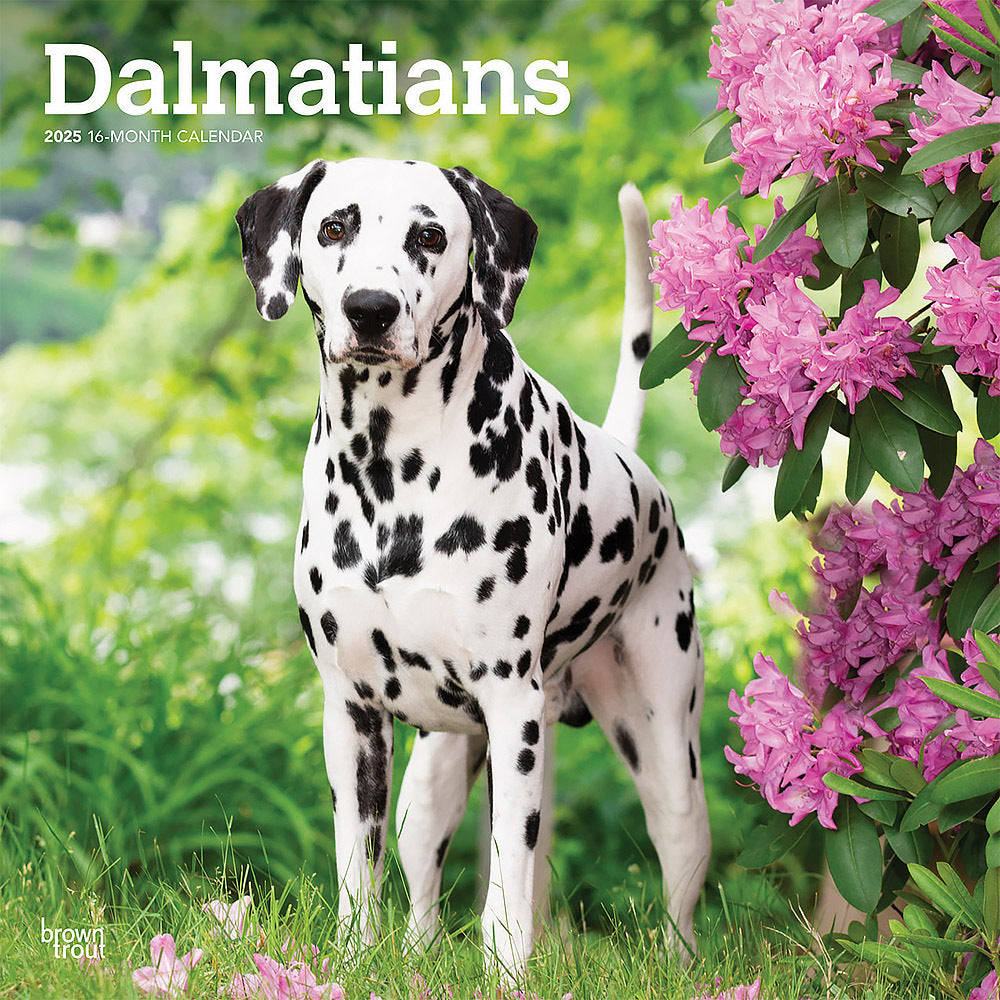 Dalmatians 2025 Square