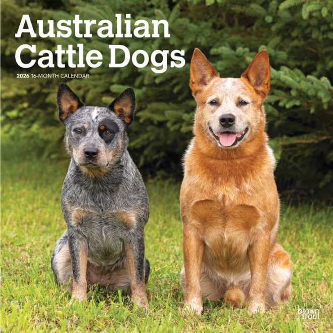 Australian Cattle Dogs 2026 Square