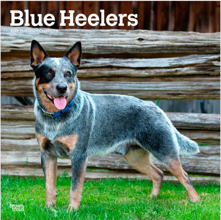 Blue Heelers 2026 Square