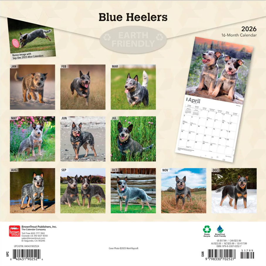 Blue Heelers 2026 Square