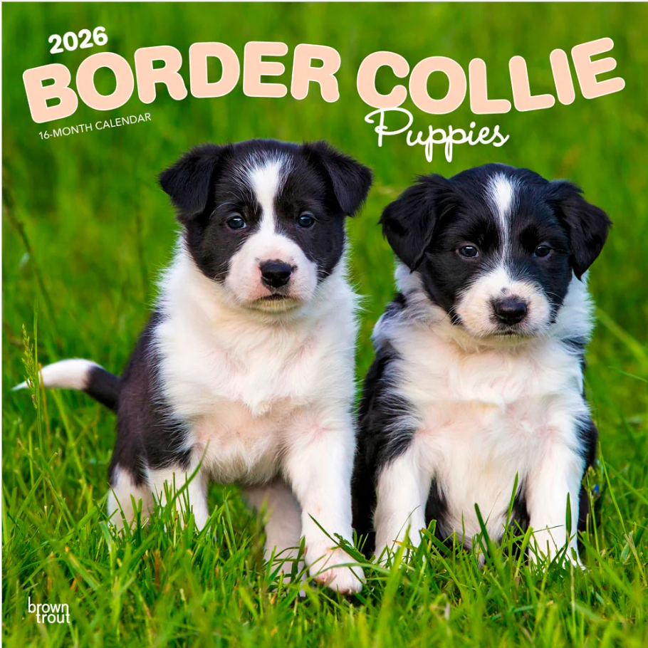 Border Collie Puppies 2026 Square