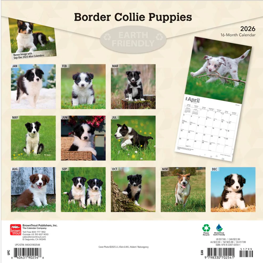 Border Collie Puppies 2026 Square