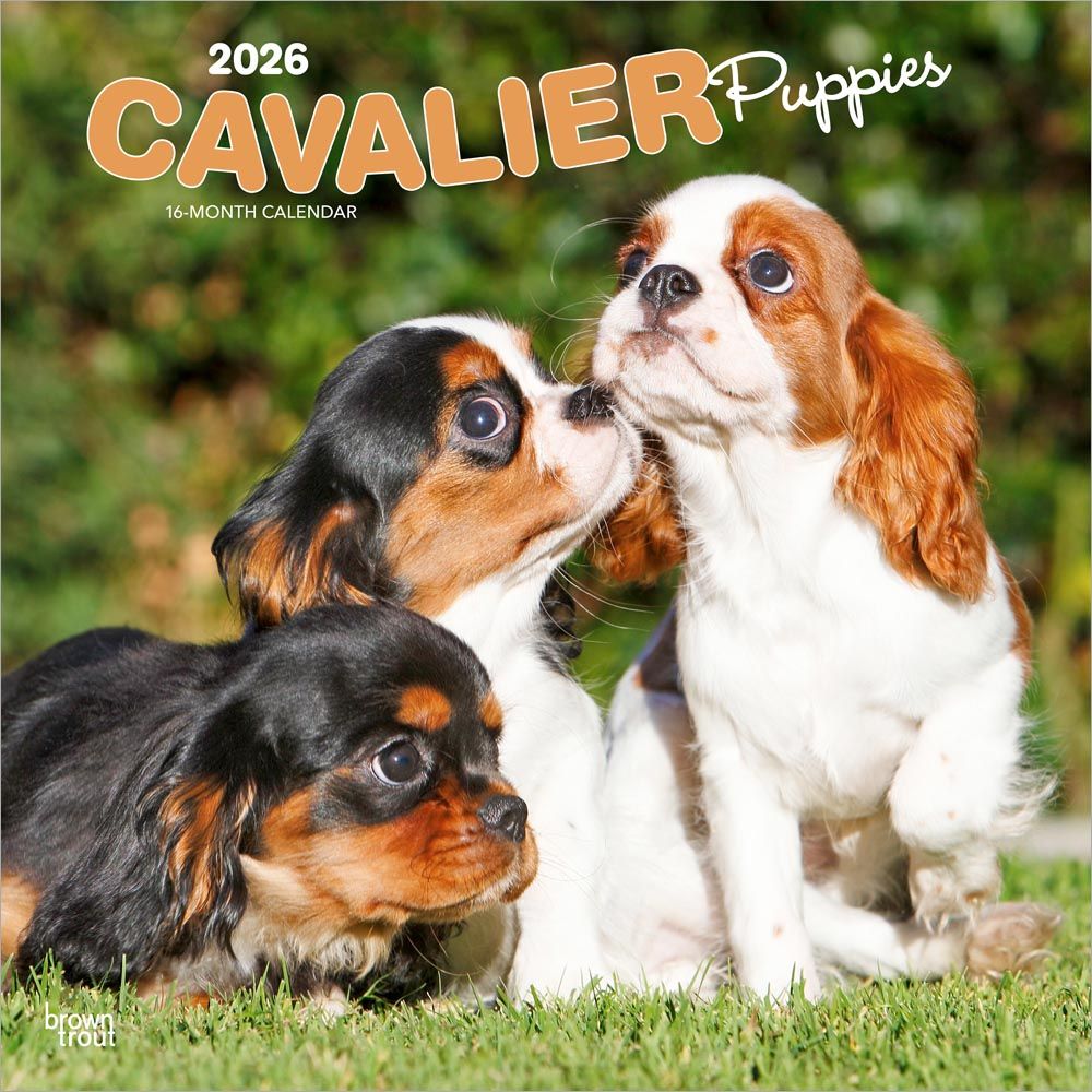 Cavalier King Charles Spaniel Puppies 2026 Square
