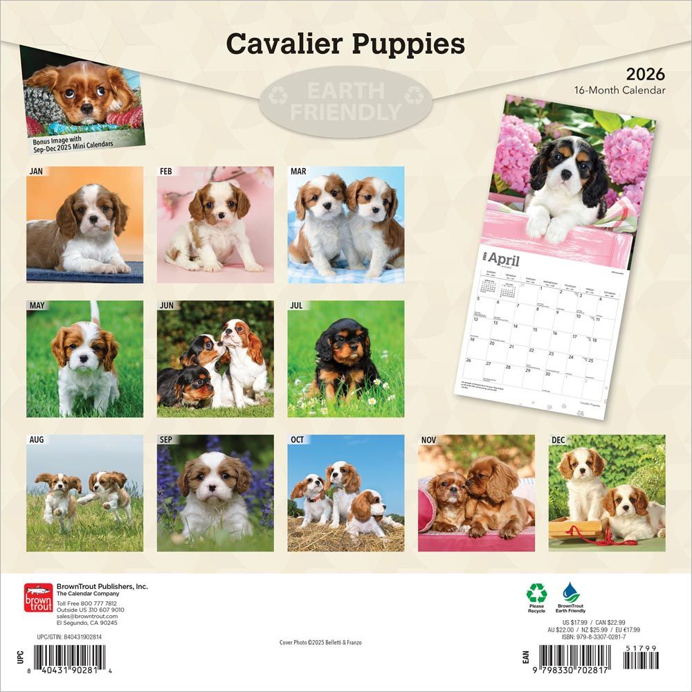 Cavalier King Charles Spaniel Puppies 2026 Square
