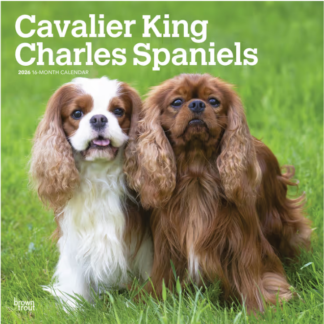 Cavalier King Charles Spaniels 2026 Square
