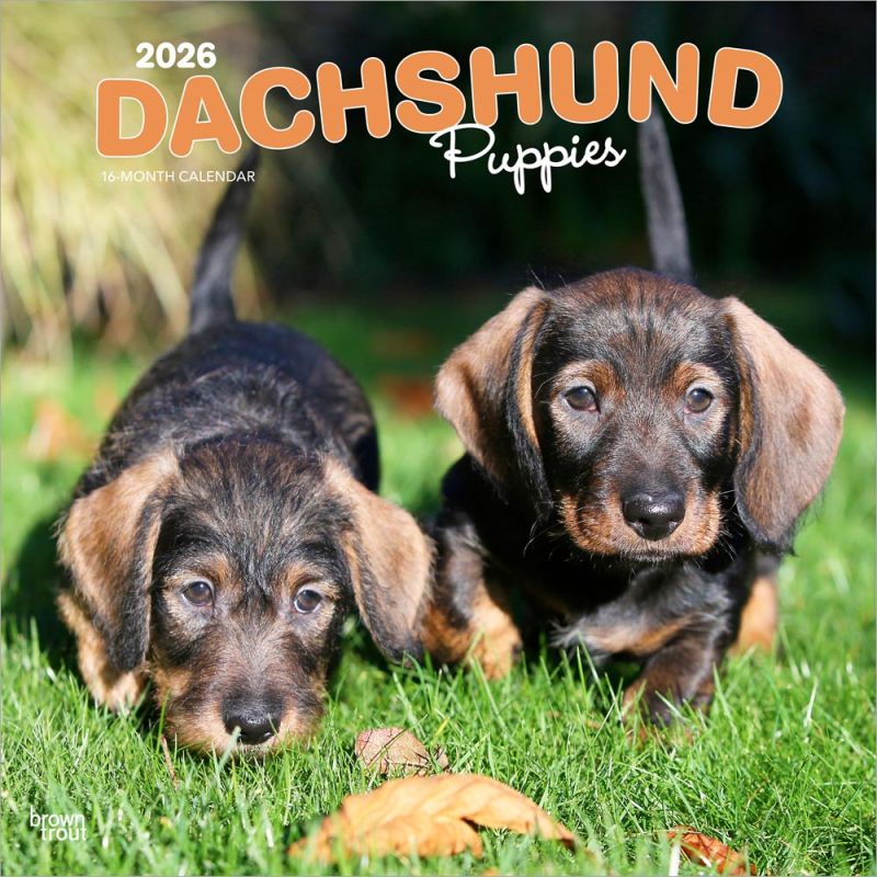 Dachshund Puppies 2026 Square