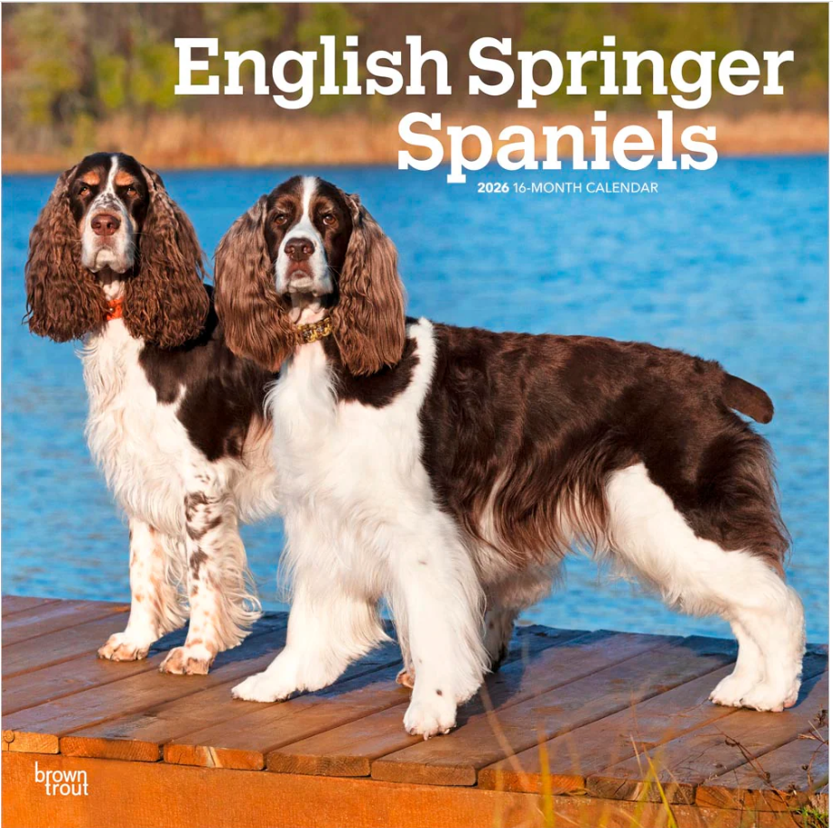 English Springer Spaniels 2026 Square