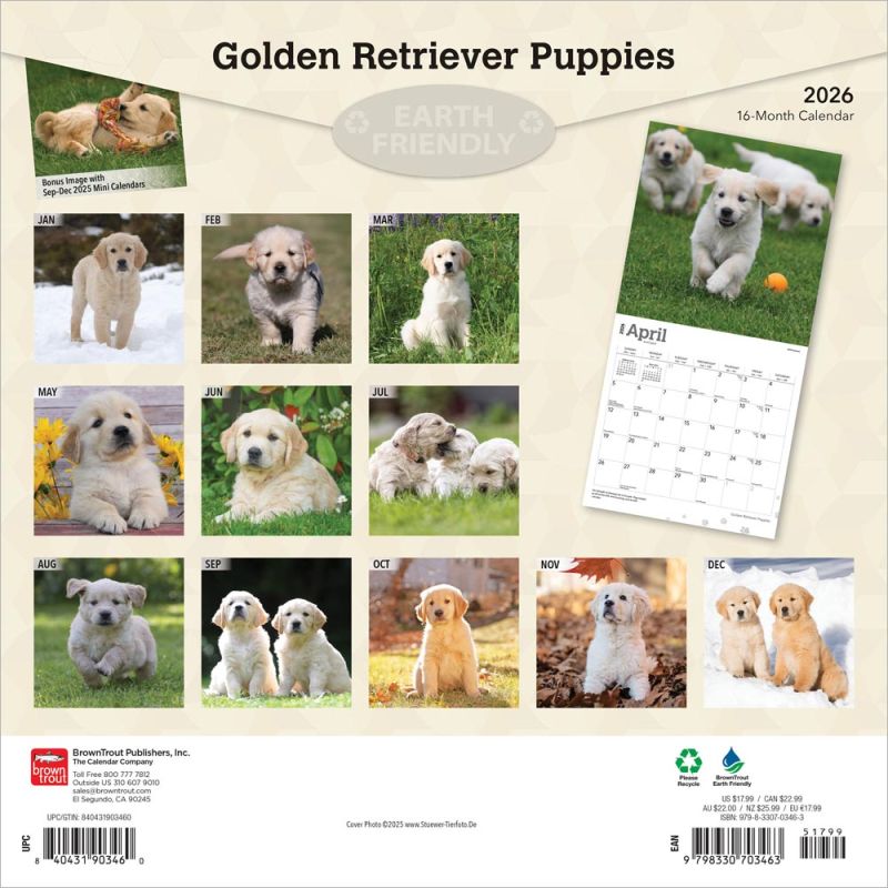Golden Retriever Puppies 2026 Square