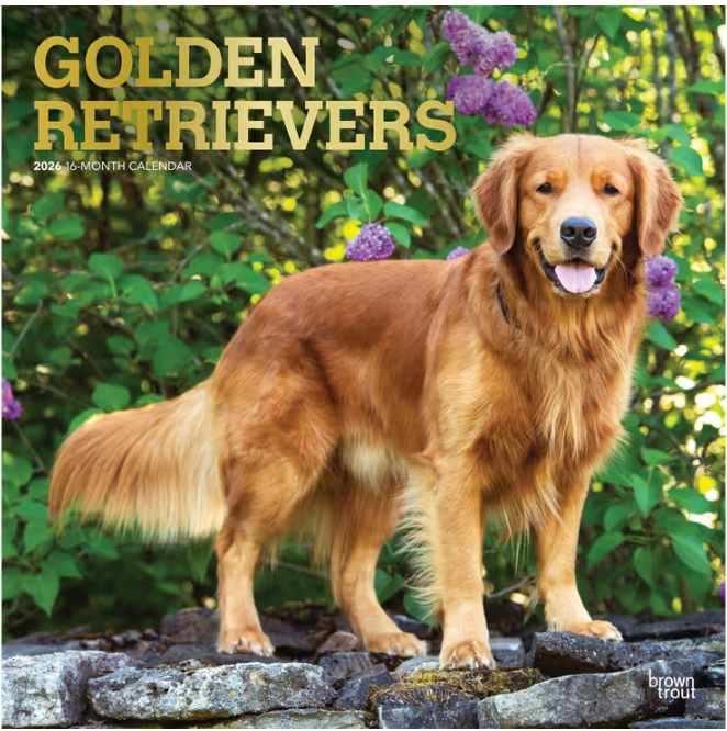 Golden Retrievers 2026 Square Foil