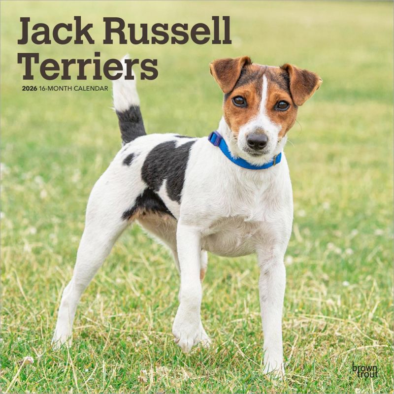 Jack Russell Terriers 2026 Square
