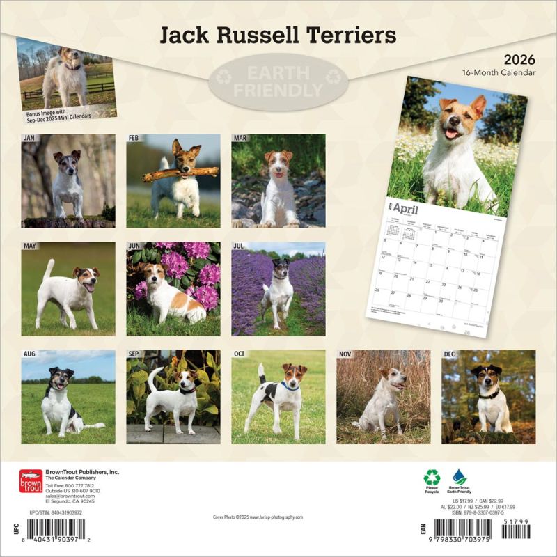 Jack Russell Terriers 2026 Square
