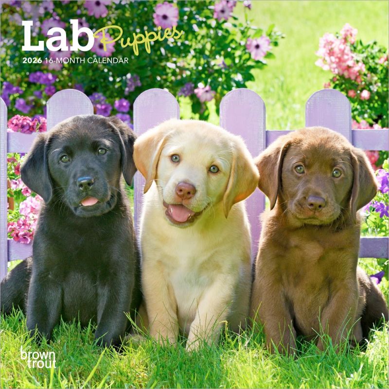 Labrador Retriever Puppies 2026 Square