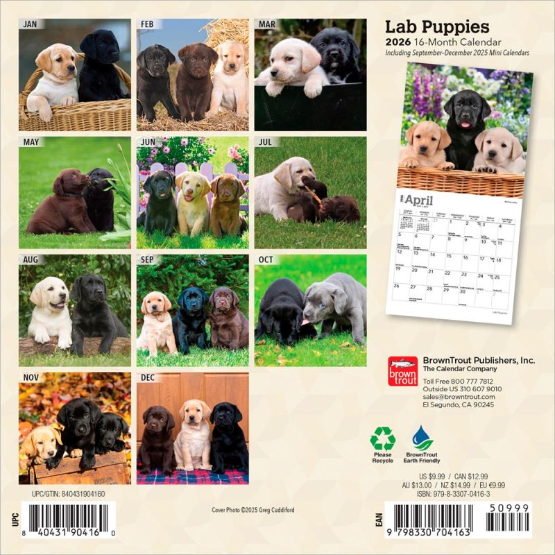 Labrador Retriever Puppies 2026 Square