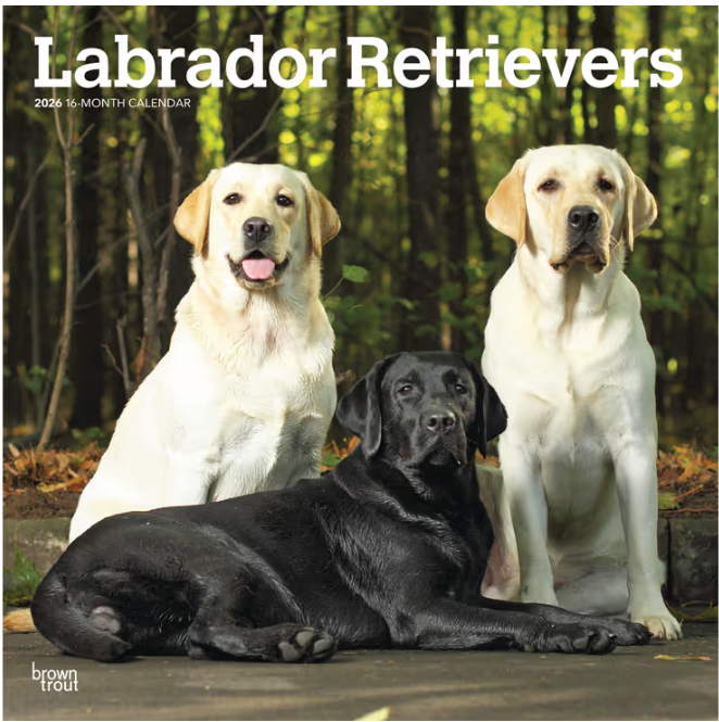 Labrador Retrievers 2026 Square