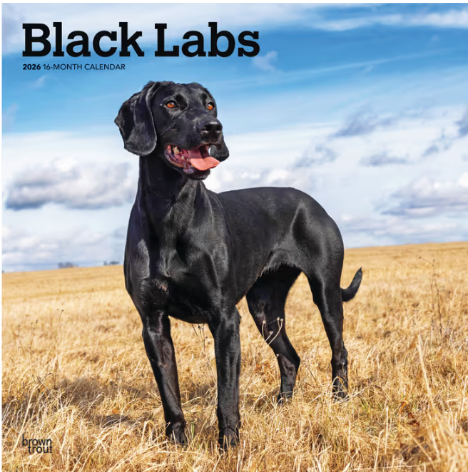 Labrador Retrievers  Black 2026 Square