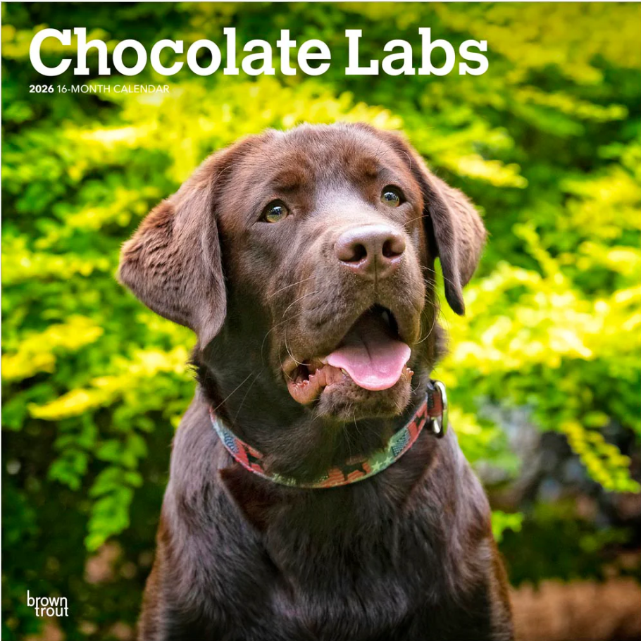 Labrador Retrievers  Chocolate 2026 Square
