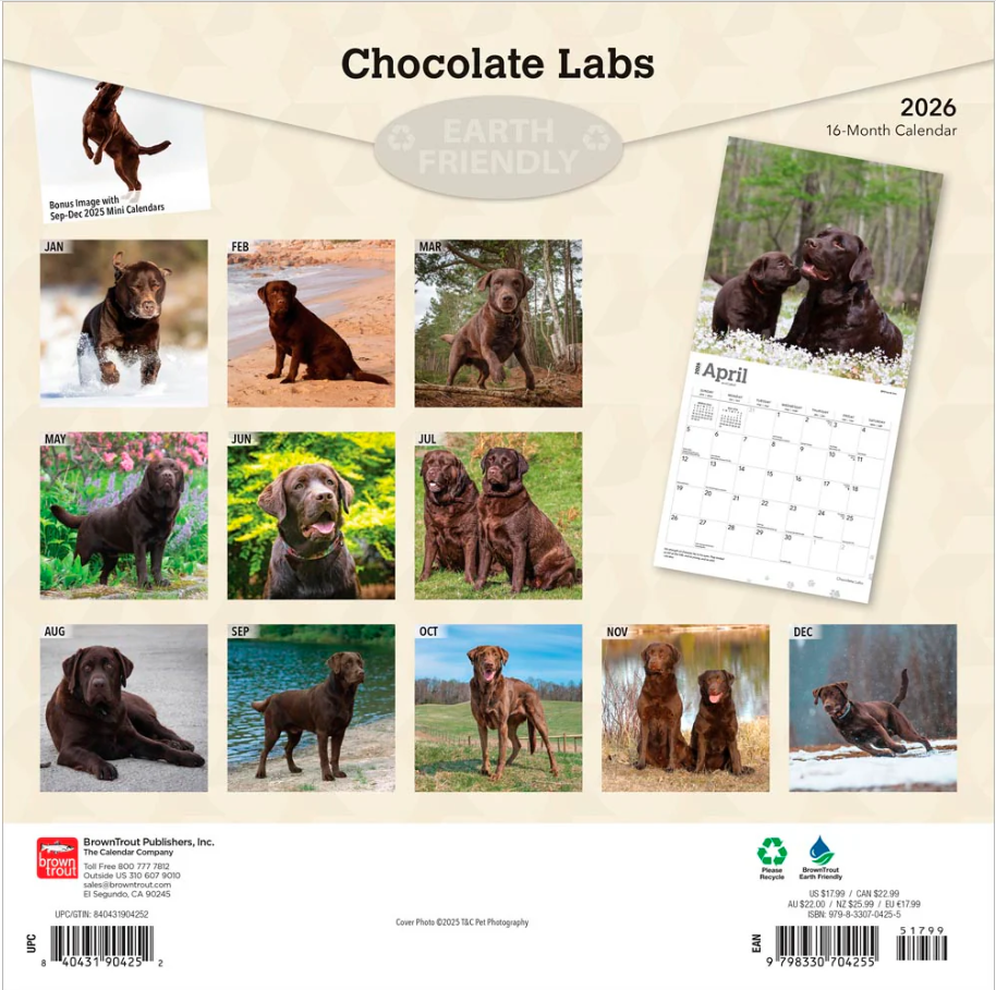 Labrador Retrievers  Chocolate 2026 Square