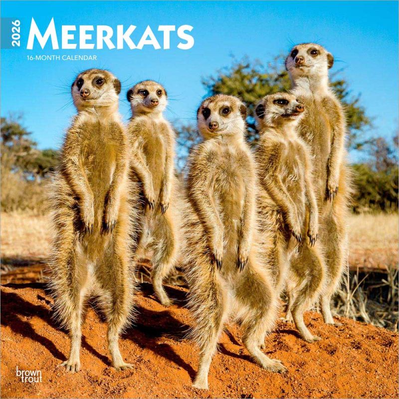 Meerkats 2026 Square