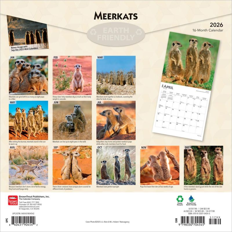 Meerkats 2026 Square
