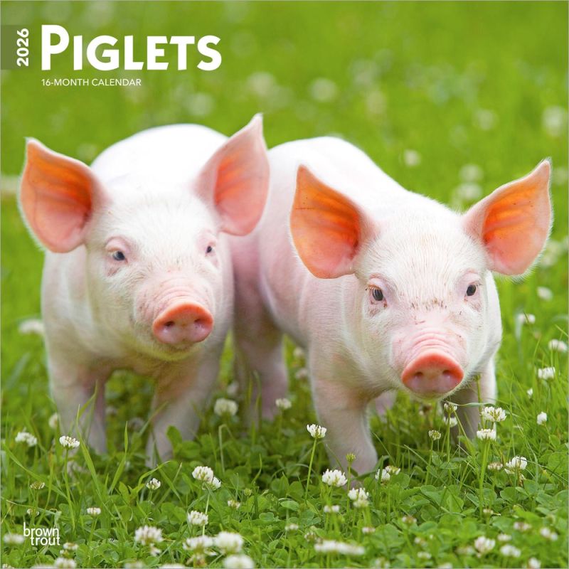 Piglets 2026 Square