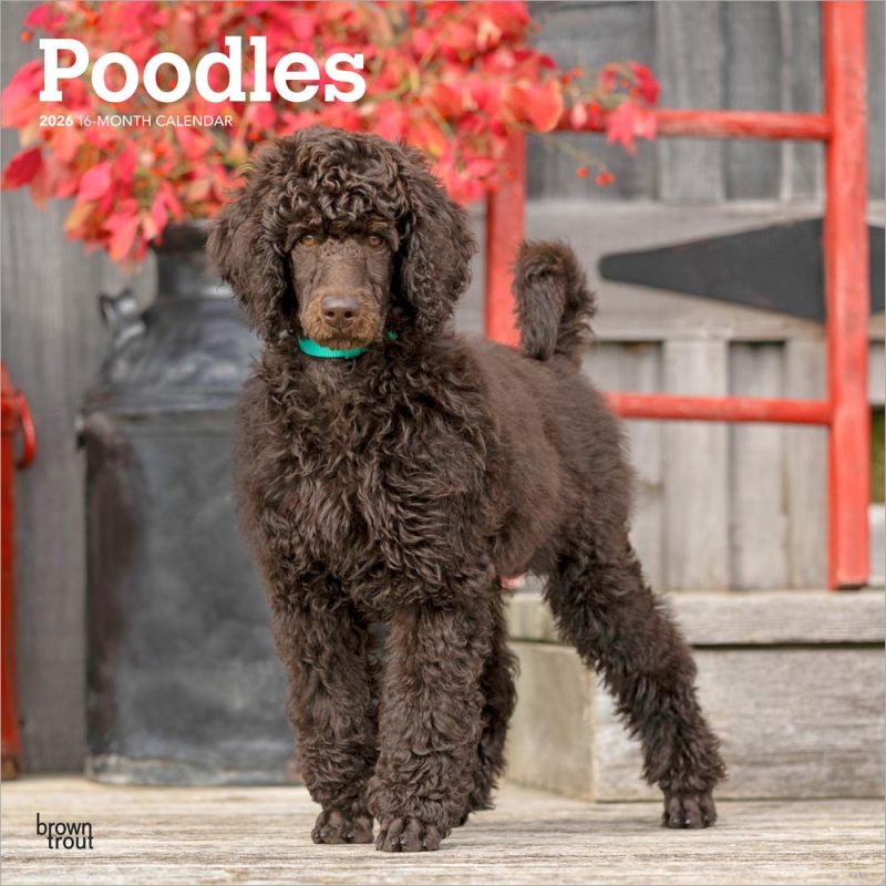 Poodles 2026 Square