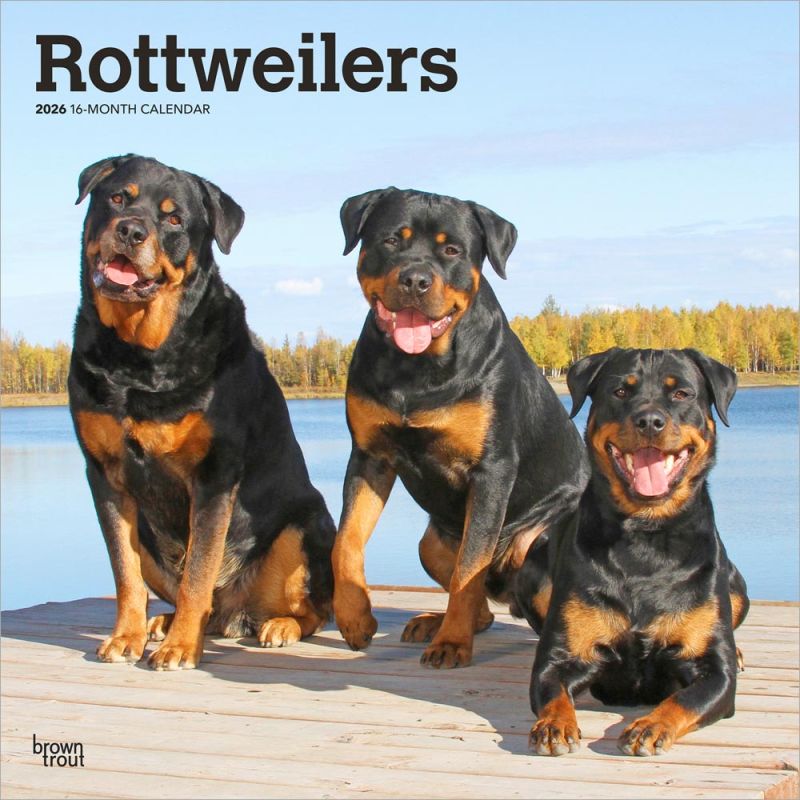Rottweilers 2026 Square